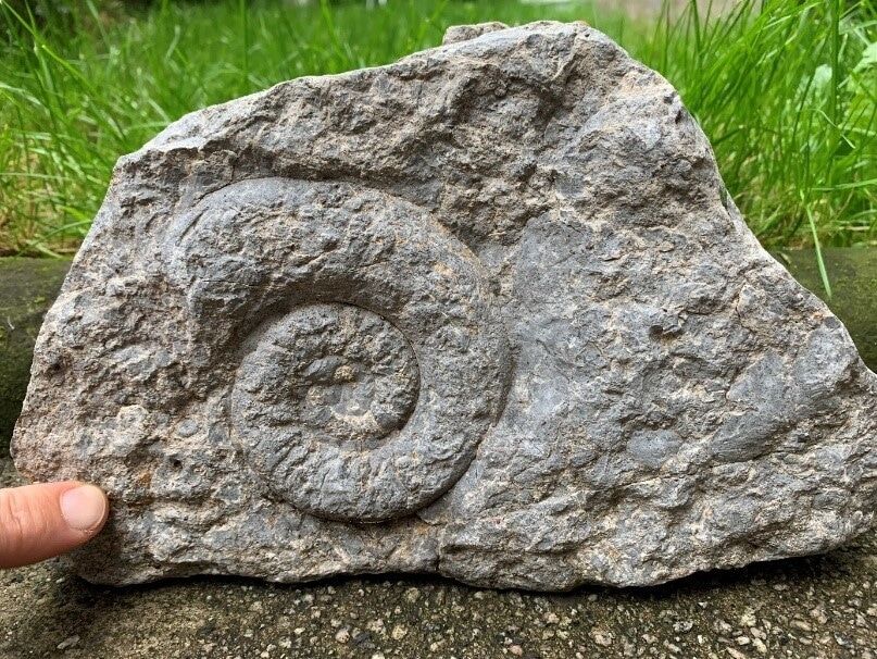 Photo of Argentine Ammonite Fossil